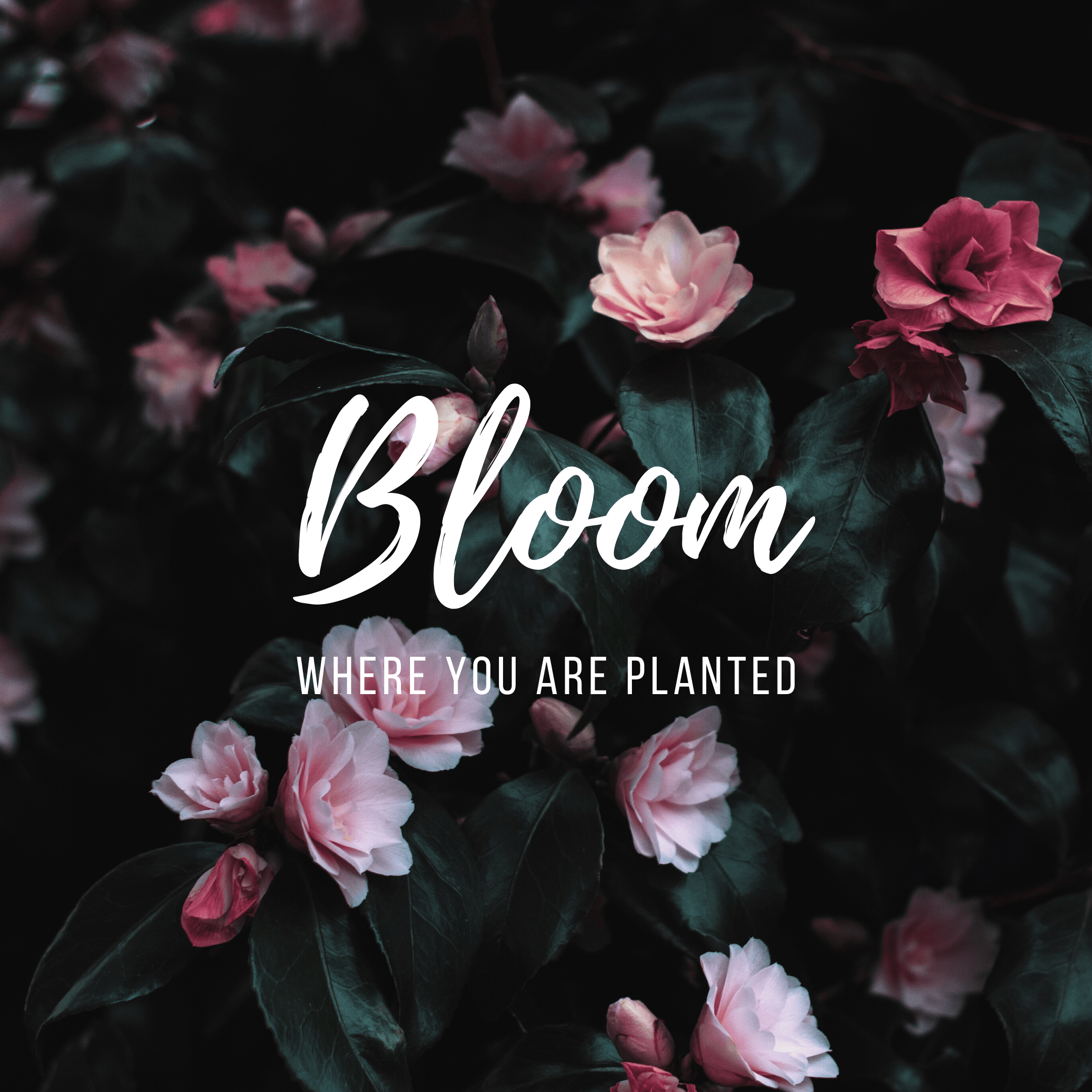 bloom
