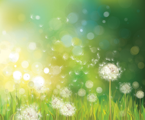 Vector of spring background with white dandelions.